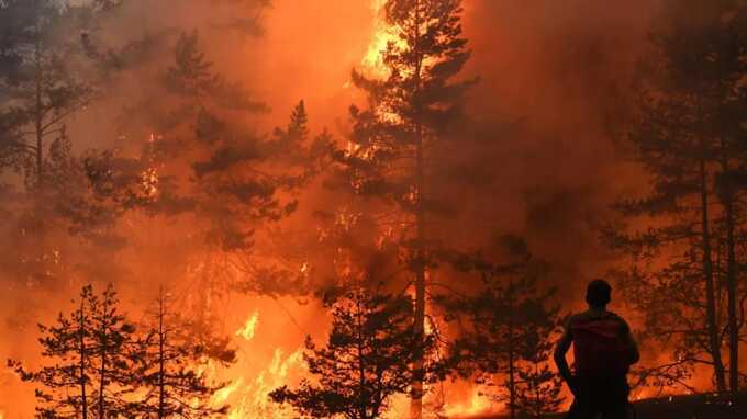 Площадь лесного пожара в Геленджике выросла вдвое